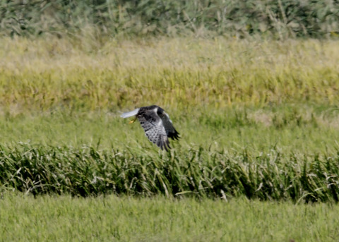 大陸型チュウヒ♂5940