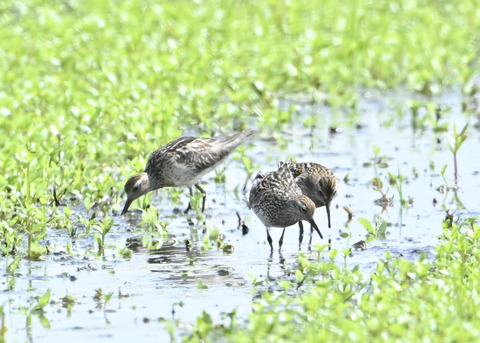 ウズラシギ夏羽後期0364