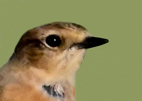 ノビタキ♀4001