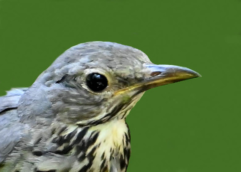 クロツグミ♀幼鳥5001