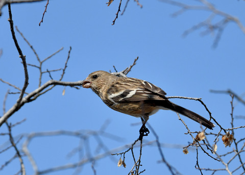ベニマシコ♀3665