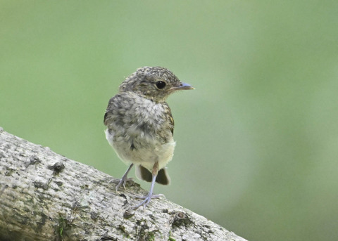 キビタキ幼鳥8490