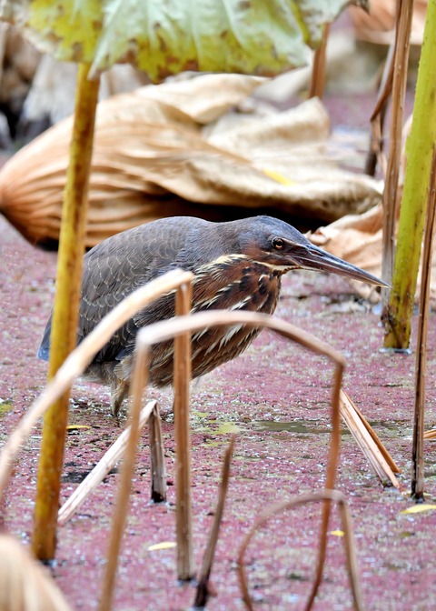 タカサゴクロサギ9827○ - コピー