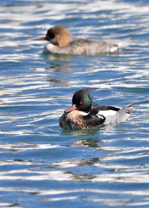 ウミアイサ♂♀2686