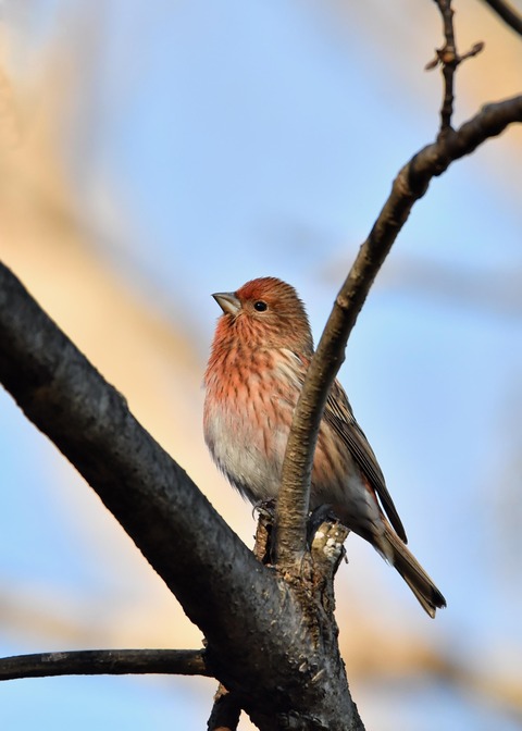 オオマシコ♀5531