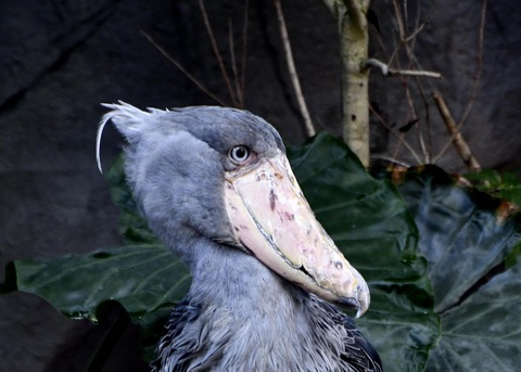ハシビロコウ♀2721
