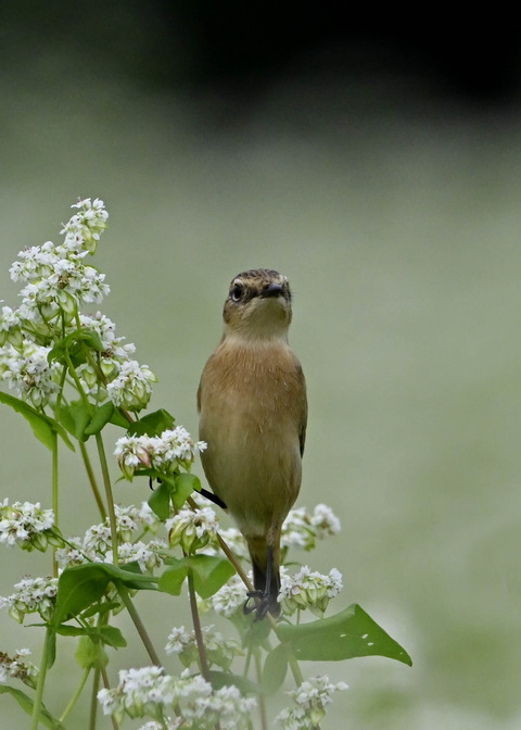 ノビタキ♀5385
