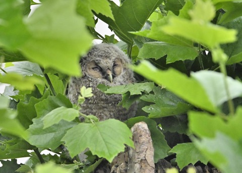 フクロウのヒナ3236