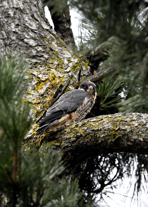 ハヤブサのヒナ①3725