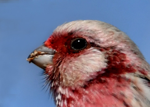 ベニマシコ♂1766