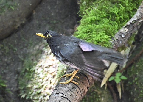 クロツグミ♂4475