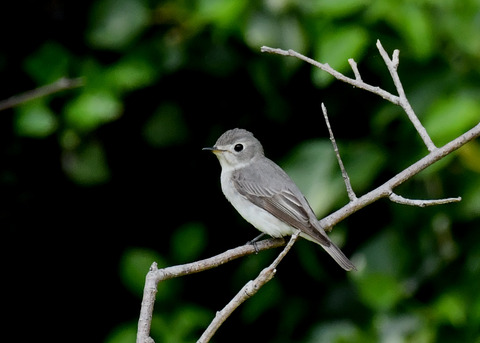 コサメビタキ7375