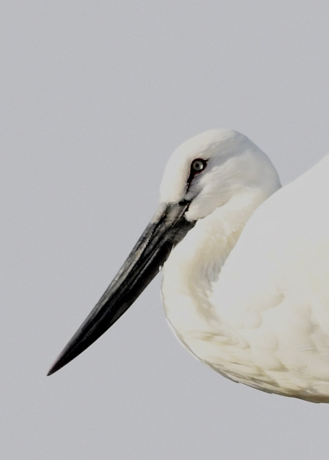 コウノトリ(ひかる)7312