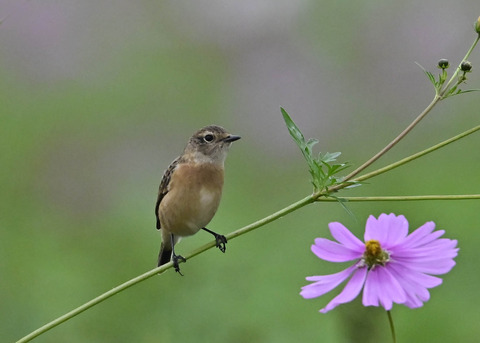 ノビタキ♀0914