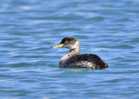 アカエリカイツブリ冬羽3532