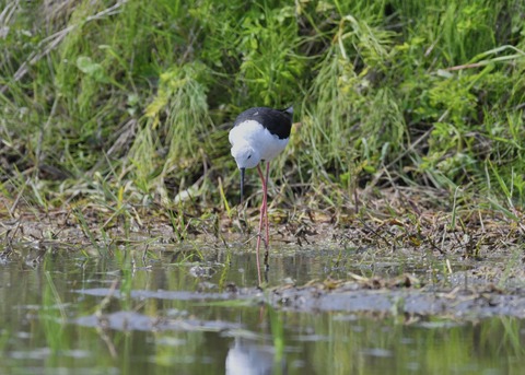 セイタカシギ♀5403