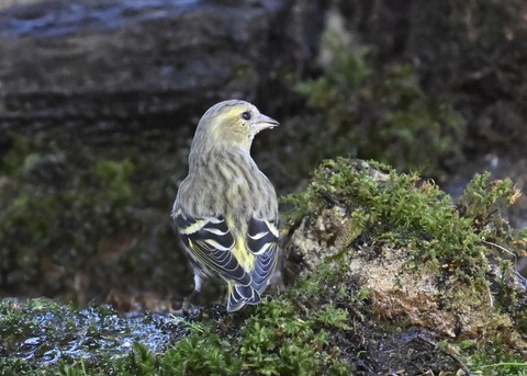 マヒワ♀1419