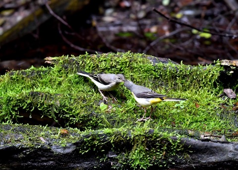 キセキレイ幼鳥8221