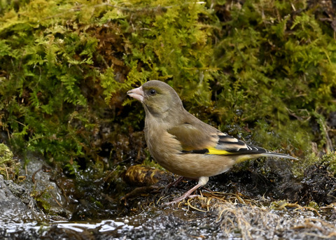 オオカワラヒワ♀1443