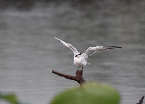 クロハラアジサシ幼鳥1832