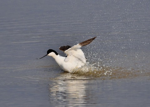 ソリハシセイタカシギ6984