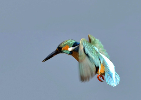 飛ぶ・カワセミ4504