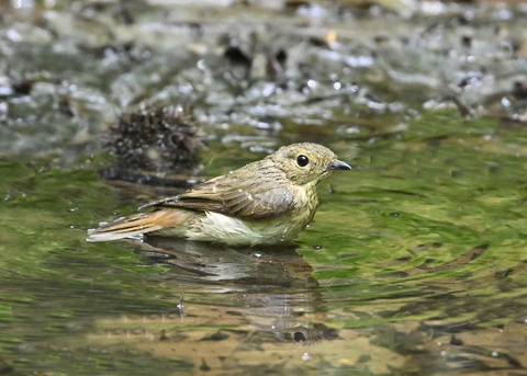 オオルリ♀1854