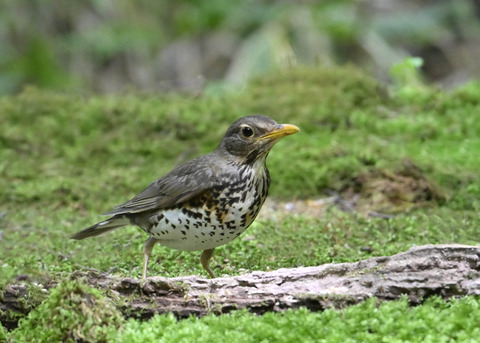 クロツグミ♀0585