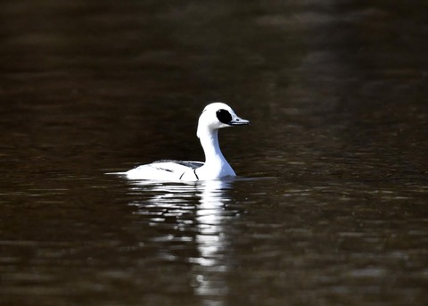 ミコアイサ♂7788