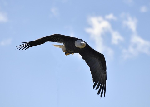 ハクトウワシ3432