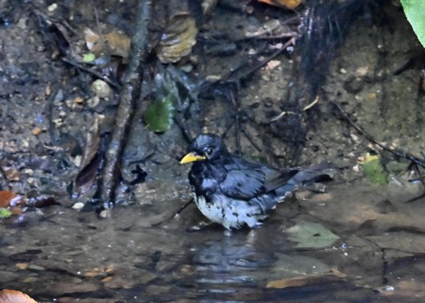 クロツグミ♂1156