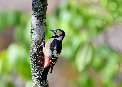 アカゲラ♀1569