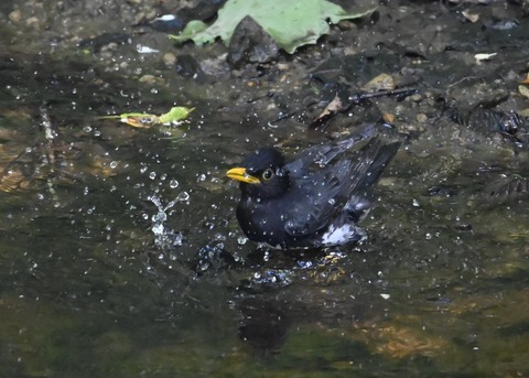 クロツグミ♂4478