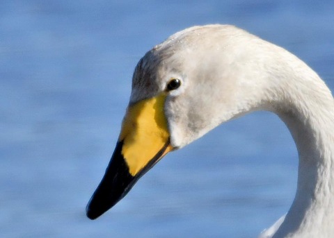 オオハクチョウ1000(2029)
