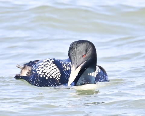 ハシジロアビ成鳥夏羽0323