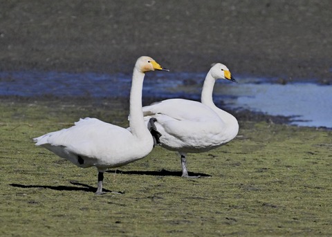 オオハクチョウ2743