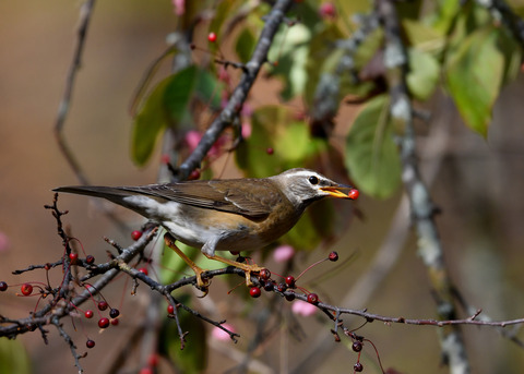 マミチャジナイ0870