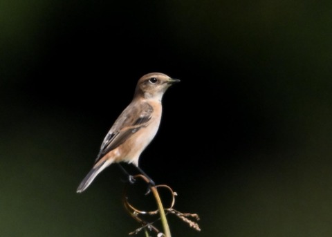 ノビタキ♀1531