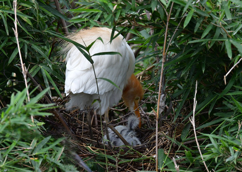 アマサギ7447