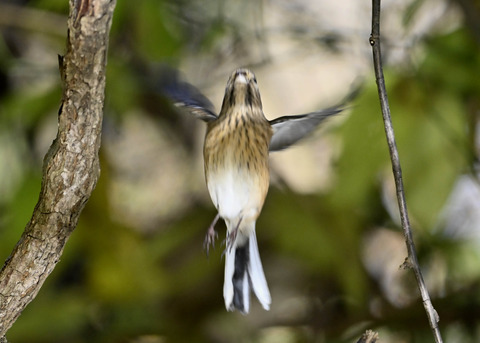 ベニマシコ♀4475