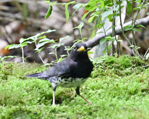 クロツグミ♂5860