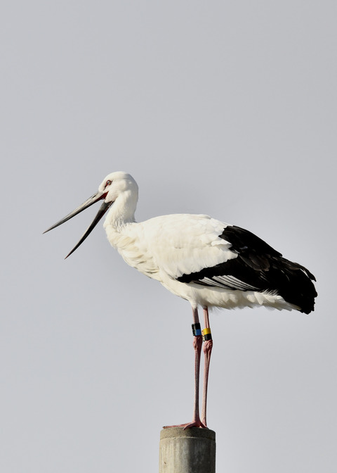 コウノトリ(ひかる)7299