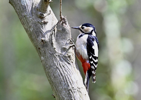 アカゲラ♀5292