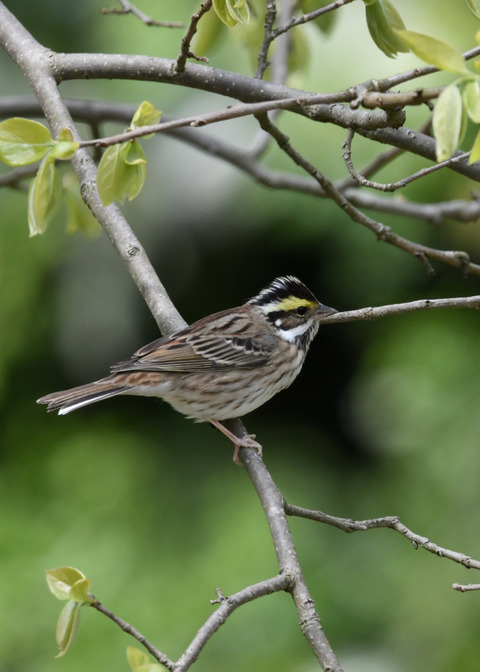 キマユホオジロ♀0768