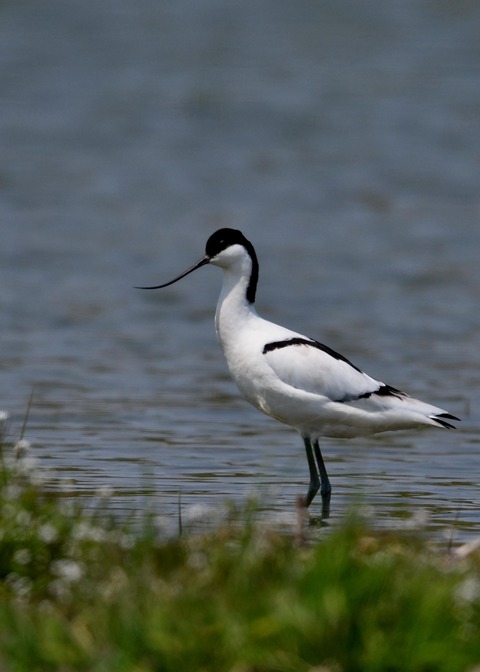 ソリハシセイタカシギ8641