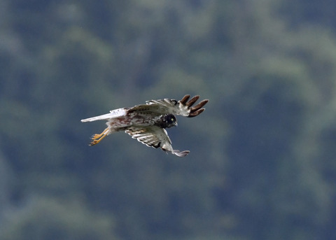 ズグロチュウヒ3328