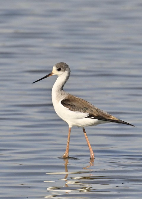 セイタカシギ幼鳥2829