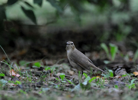 ノゴマ♀9134