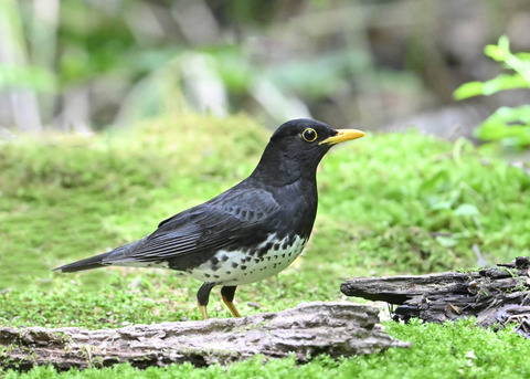 クロツグミ♂0787