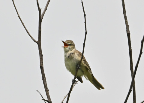 オオヨシキリ1395